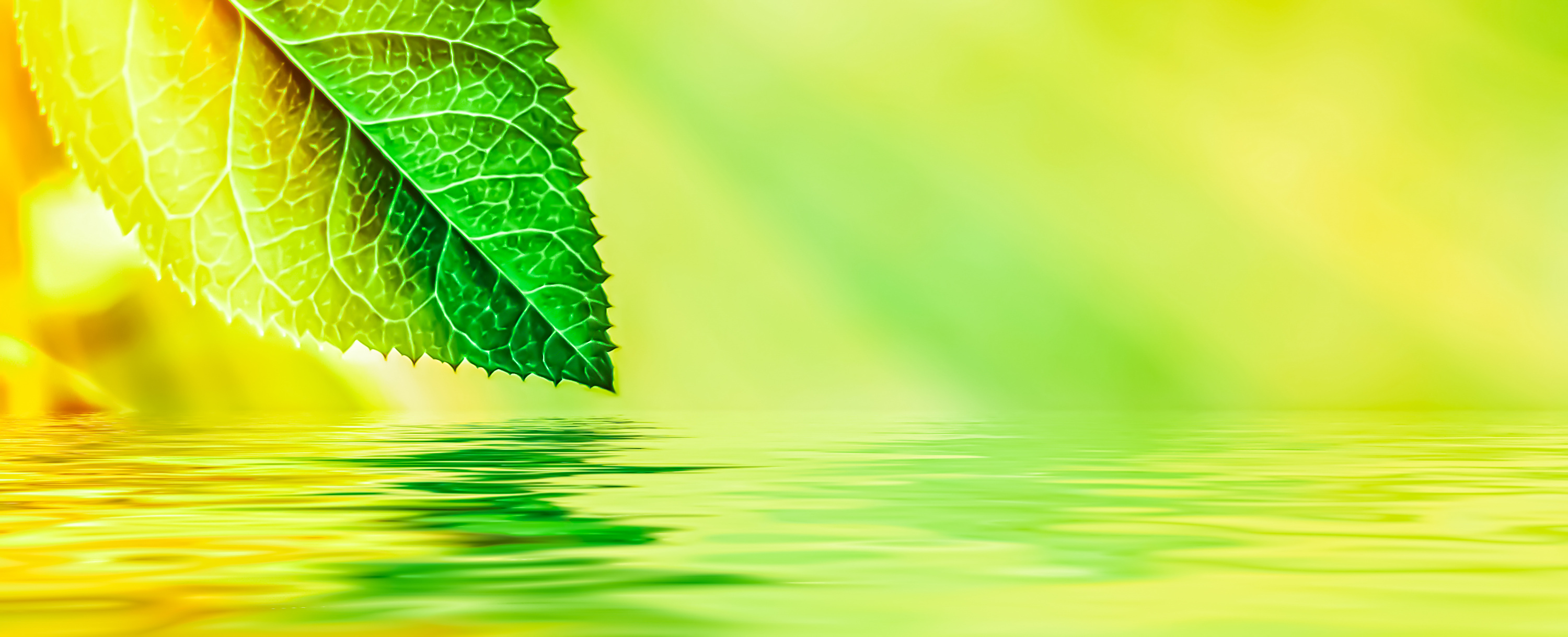 Green Leaves and Spring Water, Eco Nature and Bio Energy Background